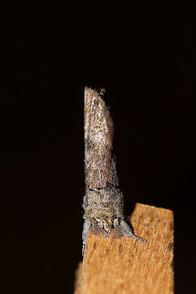 Black-blotched Schizura Moth (Schizura leptinoides) At a 395nm UV light setup at the edge of a dense mixed forest. It really wanted to hang out on a clothes pin for some reason. It refused to leave until daylight! 
https://www.jungledragon.com/image/83118/black-blotched_schizura_moth_schizura_leptinoides.html
https://www.jungledragon.com/image/83116/black-blotched_schizura_moth_schizura_leptinoides.html Geotagged,Schizura leptinoides,Summer,United States