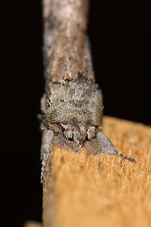 Black-blotched Schizura Moth (Schizura leptinoides) Attempted mugshot for Christine. Those "eyebrows" made it difficult!

At a 395nm UV light setup at the edge of a dense mixed forest. It really wanted to hang out on a clothes pin for some reason. It refused to leave until daylight! 
https://www.jungledragon.com/image/83117/black-blotched_schizura_moth_schizura_leptinoides.html
https://www.jungledragon.com/image/83116/black-blotched_schizura_moth_schizura_leptinoides.html Geotagged,Schizura leptinoides,Summer,United States