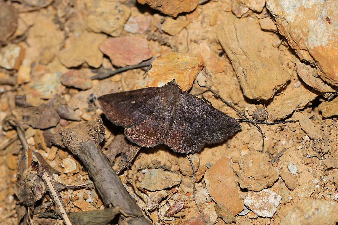 Detracted Owlet (Lesmone detrahens)  Geotagged,Lesmone detrahens,Summer,United States