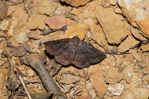 Detracted Owlet (Lesmone detrahens)  Geotagged,Lesmone detrahens,Summer,United States