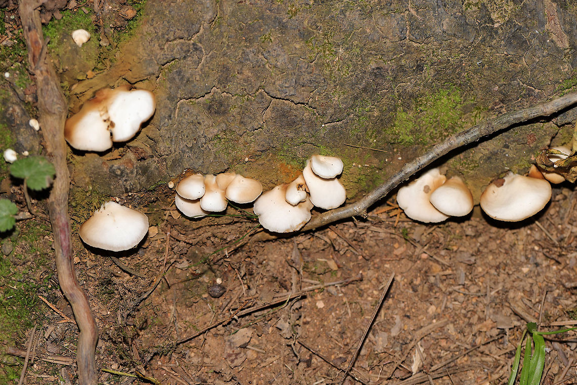 Crepidotus sp. On a hardwood root on a mixed forested trail.<br />
Brown spores, fuzzy attachment points. Several fruiting bodies are two-toned from moisture content?<br />
<br />
Maybe C. alabamensis? Geotagged,Summer,United States