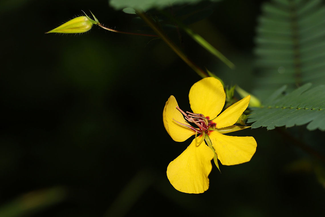 Partridge Pea (Chamaecrista fasciculata) Lining the dirt roadsides at the edge of a dense mixed forest.  Chamaecrista fasciculata,Geotagged,Partridge pea,Summer,United States