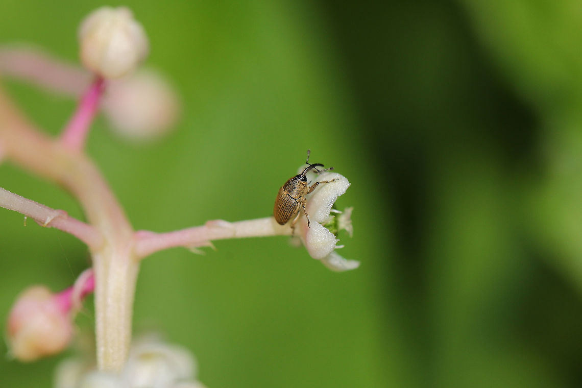 Geraeus picumnus Flower weevil on a Pokeweed flower (Phytolacca americana). Geotagged,Geraeus picumnus,Summer,United States