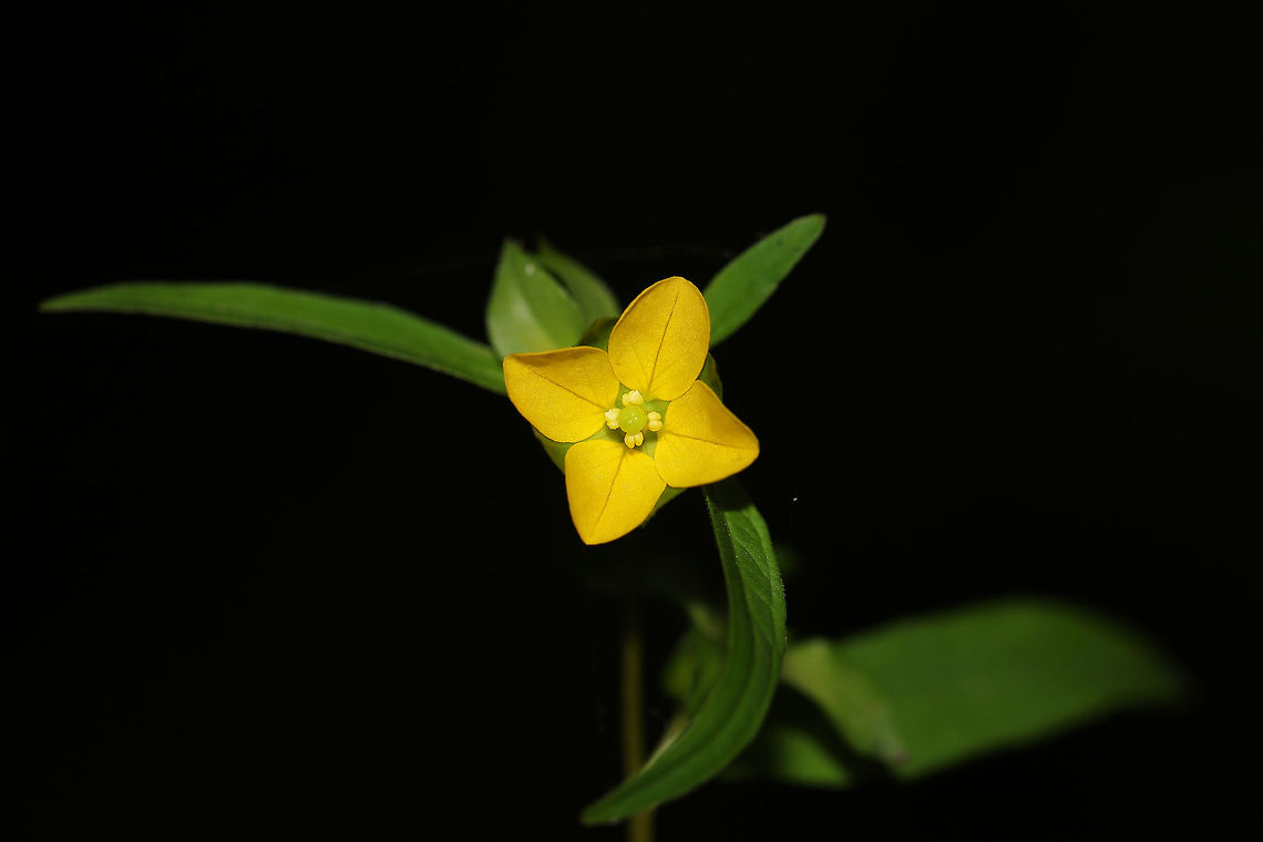 Seedbox (Ludwigia alternifolia) At a shady, forest edge.  Geotagged,Ludwigia alternifolia,Rattlebox,Summer,United States
