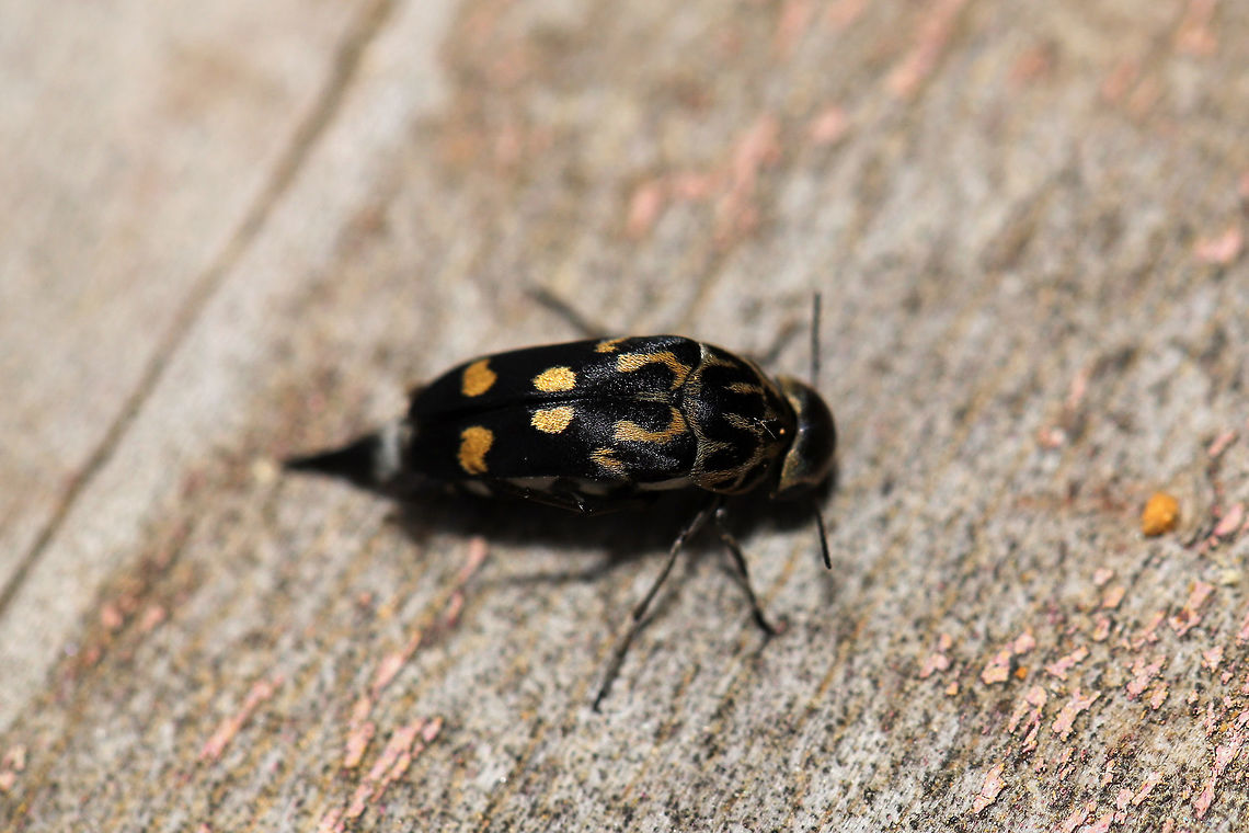 Hoshihananomia octopunctata Try saying this species name 3 times fast!<br />
This beautiful Mordellid was drowning in a bowl of water at the edge of a dense mixed forest. We rescued it from the bowl, watched it dry its wings/elytra, and it flew away!<br />
<figure class="photo"><a href="https://www.jungledragon.com/image/83129/hoshihananomia_octopunctata.html" title="Hoshihananomia octopunctata"><img src="https://s3.amazonaws.com/media.jungledragon.com/images/3231/83129_thumb.jpg?AWSAccessKeyId=05GMT0V3GWVNE7GGM1R2&Expires=1759968010&Signature=MUk%2BQkrF4hMNpOthR4DtjdiEwcw%3D" width="200" height="134" alt="Hoshihananomia octopunctata Try saying this species name 3 times fast!<br />
This beautiful Mordellid was drowning in a bowl of water at the edge of a dense mixed forest. We rescued it from the bowl, watched it dry its wings/elytra, and it flew away! This is the view of it drying its wings/elytra!<br />
https://www.jungledragon.com/image/83128/hoshihananomia_octopunctata.html Geotagged,Hoshihananomia octopunctata,Spring,United States" /></a></figure> Geotagged,Hoshihananomia octopunctata,Spring,United States