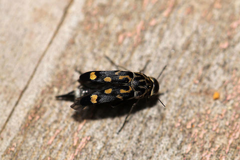 Hoshihananomia octopunctata Try saying this species name 3 times fast!
This beautiful Mordellid was drowning in a bowl of water at the edge of a dense mixed forest. We rescued it from the bowl, watched it dry its wings/elytra, and it flew away! This is the view of it drying its wings/elytra!
https://www.jungledragon.com/image/83128/hoshihananomia_octopunctata.html Geotagged,Hoshihananomia octopunctata,Spring,United States