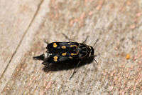 Hoshihananomia octopunctata Try saying this species name 3 times fast!<br />
This beautiful Mordellid was drowning in a bowl of water at the edge of a dense mixed forest. We rescued it from the bowl, watched it dry its wings/elytra, and it flew away! This is the view of it drying its wings/elytra!<br />
https://www.jungledragon.com/image/83128/hoshihananomia_octopunctata.html Geotagged,Hoshihananomia octopunctata,Spring,United States