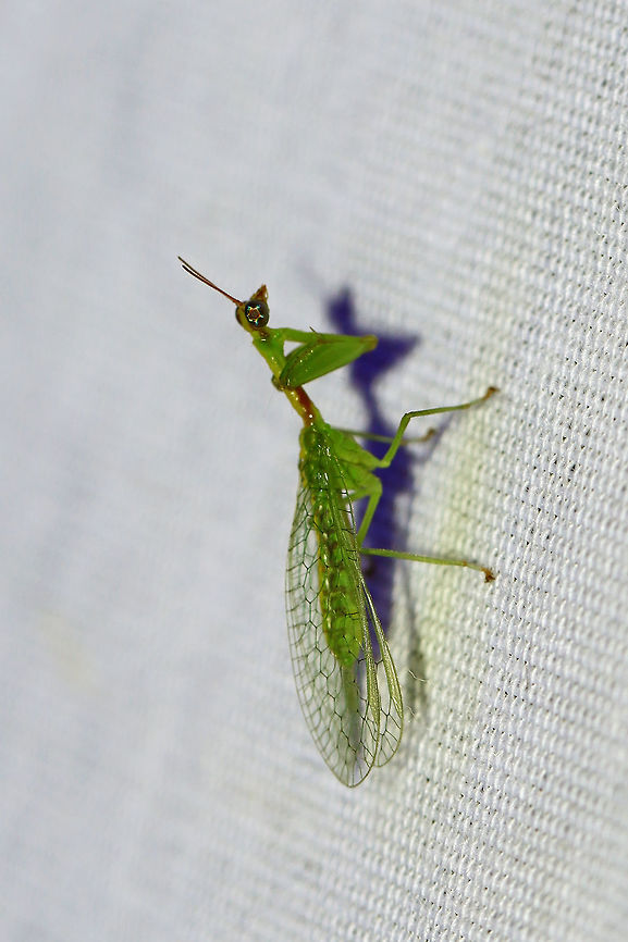 Green Mantidfly (Zeugomantispa minuta) My second species of mantidfly this summer! They are SO hard to photograph! <br />
<br />
At a 395nm UV light setup at the edge of a dense mixed forest. <br />
<figure class="photo"><a href="https://www.jungledragon.com/image/83169/green_mantidfly_zeugomantispa_minuta.html" title="Green Mantidfly (Zeugomantispa minuta)"><img src="https://s3.amazonaws.com/media.jungledragon.com/images/3231/83169_thumb.jpg?AWSAccessKeyId=05GMT0V3GWVNE7GGM1R2&Expires=1759968010&Signature=xh%2BbbeTPuOHlo5yjnkbtMC%2FHULQ%3D" width="200" height="134" alt="Green Mantidfly (Zeugomantispa minuta) My second species of mantidfly this summer! They are SO hard to photograph!<br />
<br />
At a 395nm UV light setup at the edge of a dense mixed forest. <br />
https://www.jungledragon.com/image/83167/green_mantidfly_zeugomantispa_minuta.html Geotagged,Summer,United States,Zeugomantispa minuta" /></a></figure> Geotagged,Summer,United States,Zeugomantispa minuta