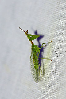 Green Mantidfly (Zeugomantispa minuta) My second species of mantidfly this summer! They are SO hard to photograph! 

At a 395nm UV light setup at the edge of a dense mixed forest. 
https://www.jungledragon.com/image/83169/green_mantidfly_zeugomantispa_minuta.html Geotagged,Summer,United States,Zeugomantispa minuta