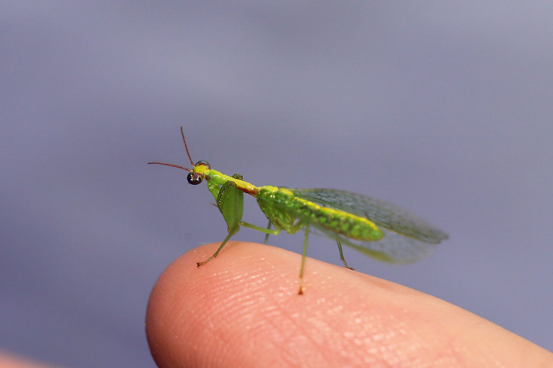 Green Mantidfly (Zeugomantispa minuta) My second species of mantidfly this summer! They are SO hard to photograph!<br />
<br />
At a 395nm UV light setup at the edge of a dense mixed forest. <br />
<figure class="photo"><a href="https://www.jungledragon.com/image/83167/green_mantidfly_zeugomantispa_minuta.html" title="Green Mantidfly (Zeugomantispa minuta)"><img src="https://s3.amazonaws.com/media.jungledragon.com/images/3231/83167_thumb.jpg?AWSAccessKeyId=05GMT0V3GWVNE7GGM1R2&Expires=1767225610&Signature=pxyF1hsuWTXH7hVTGKx0idIEBHw%3D" width="102" height="152" alt="Green Mantidfly (Zeugomantispa minuta) My second species of mantidfly this summer! They are SO hard to photograph! <br />
<br />
At a 395nm UV light setup at the edge of a dense mixed forest. <br />
https://www.jungledragon.com/image/83169/green_mantidfly_zeugomantispa_minuta.html Geotagged,Summer,United States,Zeugomantispa minuta" /></a></figure> Geotagged,Summer,United States,Zeugomantispa minuta