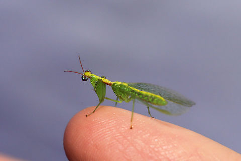 Green Mantidfly (Zeugomantispa minuta) My second species of mantidfly this summer! They are SO hard to photograph!

At a 395nm UV light setup at the edge of a dense mixed forest. 
https://www.jungledragon.com/image/83167/green_mantidfly_zeugomantispa_minuta.html Geotagged,Summer,United States,Zeugomantispa minuta