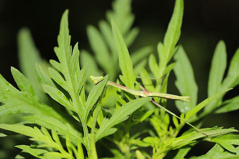 Carolina Mantis (Stagmomantis carolina) - Female Nymph? On foliage at a forest edge. This beauty was very curious about me!

I'm thinking this is a female nymph? https://bugguide.net/node/view/1513078/bgimage Carolina Mantis,Geotagged,Stagmomantis carolina,Summer,United States