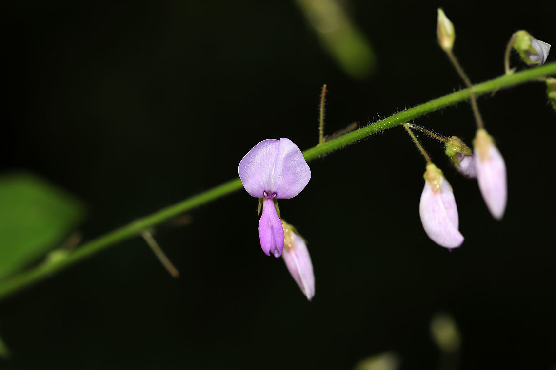 Pointed-leaved Tick-Trefoil (Hylodesmum glutinosum) At a shady, forest edge. Leaves on flowering stems, so I&#039;m assuming Hylodesmum glutinosum? <br />
<figure class="photo"><a href="https://www.jungledragon.com/image/83172/pointed-leaved_tick-trefoil_hylodesmum_glutinosum.html" title="Pointed-leaved Tick-Trefoil (Hylodesmum glutinosum)"><img src="https://s3.amazonaws.com/media.jungledragon.com/images/3231/83172_thumb.jpg?AWSAccessKeyId=05GMT0V3GWVNE7GGM1R2&Expires=1759968010&Signature=pXK%2FMkqnDR5zEyA7GxVORHYTovU%3D" width="200" height="134" alt="Pointed-leaved Tick-Trefoil (Hylodesmum glutinosum) At a shady, forest edge. Leaves on flowering stems, so I&#039;m assuming Hylodesmum glutinosum? <br />
https://www.jungledragon.com/image/83171/pointed-leaved_tick-trefoil_hylodesmum_glutinosum.html Geotagged,Hylodesmum glutinosum,Pointed-leaved Tick-Trefoil,Summer,United States" /></a></figure> Geotagged,Hylodesmum glutinosum,Pointed-leaved Tick-Trefoil,Summer,United States