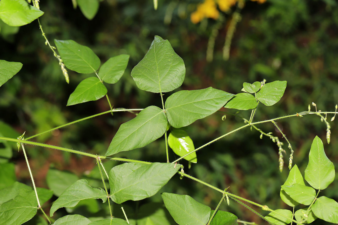 Pointed-leaved Tick-Trefoil (Hylodesmum glutinosum) At a shady, forest edge. Leaves on flowering stems, so I&#039;m assuming Hylodesmum glutinosum? <br />
<figure class="photo"><a href="https://www.jungledragon.com/image/83171/pointed-leaved_tick-trefoil_hylodesmum_glutinosum.html" title="Pointed-leaved Tick-Trefoil (Hylodesmum glutinosum)"><img src="https://s3.amazonaws.com/media.jungledragon.com/images/3231/83171_thumb.jpg?AWSAccessKeyId=05GMT0V3GWVNE7GGM1R2&Expires=1763596810&Signature=q39K3vTUA6AvRkqQ6GgezyQCYnI%3D" width="200" height="134" alt="Pointed-leaved Tick-Trefoil (Hylodesmum glutinosum) At a shady, forest edge. Leaves on flowering stems, so I&#039;m assuming Hylodesmum glutinosum? <br />
https://www.jungledragon.com/image/83172/pointed-leaved_tick-trefoil_hylodesmum_glutinosum.html Geotagged,Hylodesmum glutinosum,Pointed-leaved Tick-Trefoil,Summer,United States" /></a></figure> Geotagged,Hylodesmum glutinosum,Pointed-leaved Tick-Trefoil,Summer,United States
