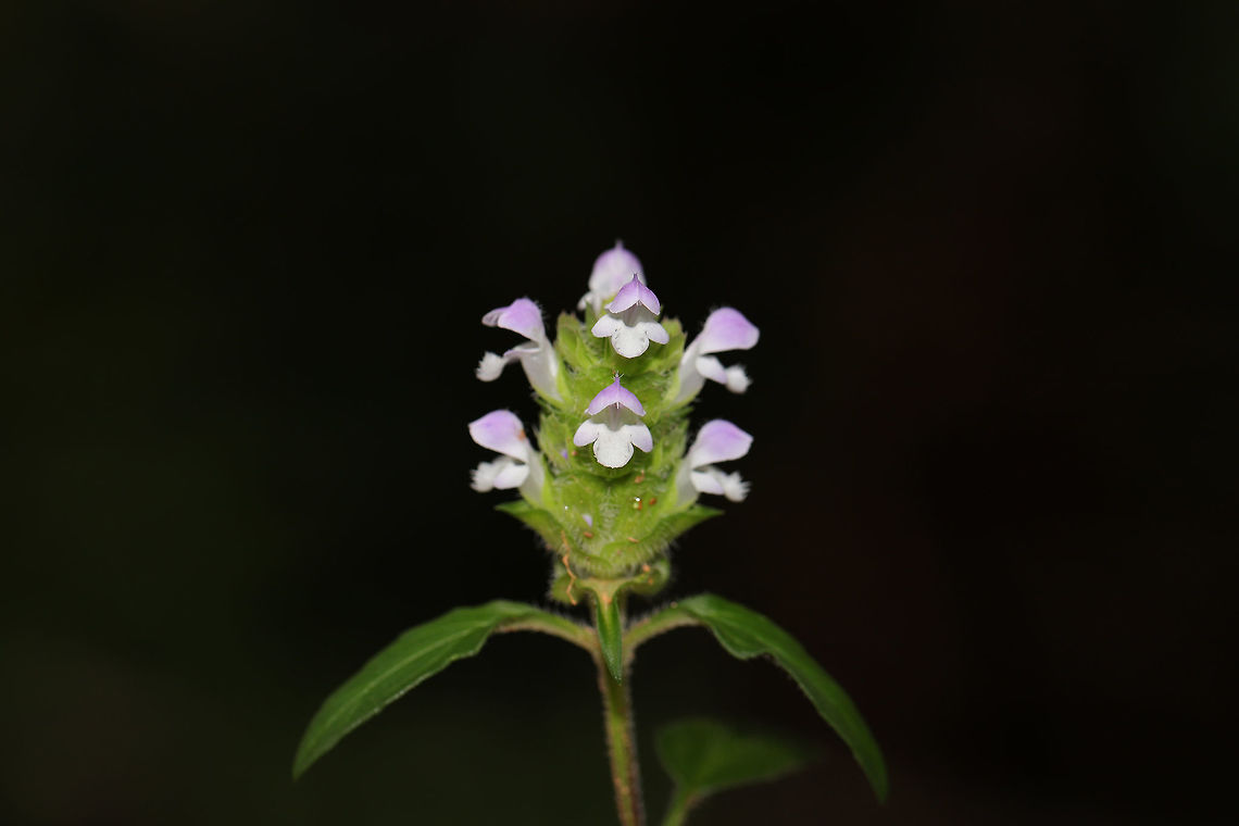 Lance Selfheal (Prunella vulgaris lanceolata ) At a shady forest edge.  Geotagged,Lance Selfheal,Prunella vulgaris lanceolata,Summer,United States