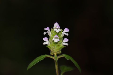 Lance Selfheal (Prunella vulgaris lanceolata ) At a shady forest edge.  Geotagged,Lance Selfheal,Prunella vulgaris lanceolata,Summer,United States