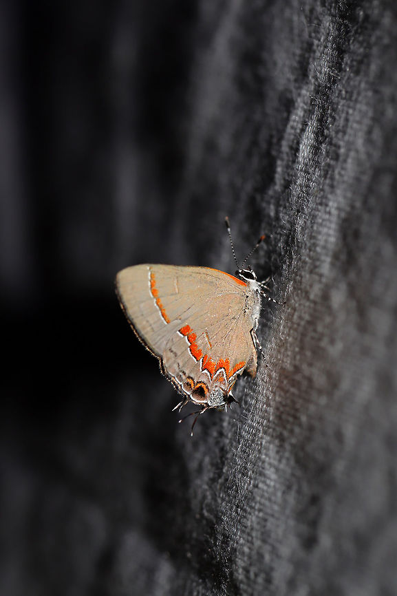 Red-banded Hairstreak (Calycopis cecrops) A strange visitor at my 395nm UV light setup at the edge of a dense mixed forest. Calycopis cecrops,Geotagged,Red-banded hairstreak,Summer,United States