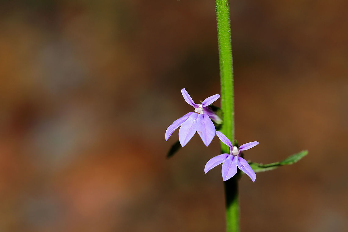 Downy Lobelia (Lobelia puberula) On a dirt roadside at a moist forest edge  Downy lobelia,Geotagged,Lobelia puberula,Summer,United States