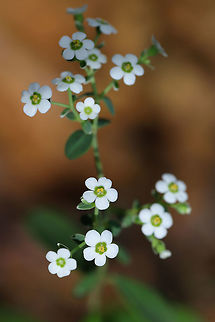 Flowering Spurge (Euphorbia corollata) At the moist edge of a dense mixed forest.  Euphorbia corollata,Flowering spurge,Geotagged,Summer,United States