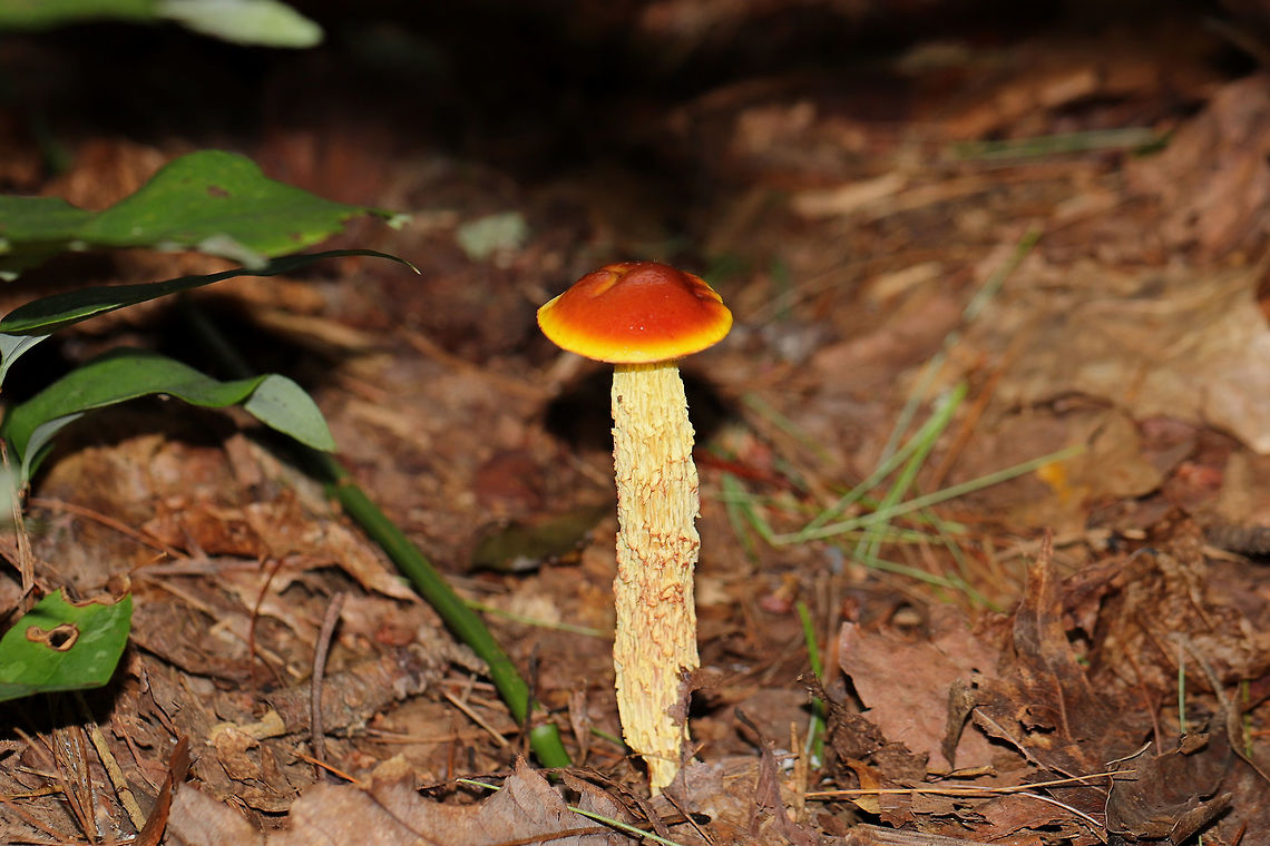Shaggy-Stalked Bolete (Heimioporus betula) On a forested lakeside trail. There were so many of these mushrooms in the area!  Geotagged,Heimioporus betula,Summer,United States