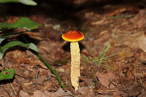 Shaggy-Stalked Bolete (Heimioporus betula) On a forested lakeside trail. There were so many of these mushrooms in the area!  Geotagged,Heimioporus betula,Summer,United States