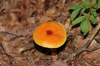 Shaggy-Stalked Bolete (Heimioporus betula) On a forested lakeside trail. There were so many of these mushrooms in the area!<br />
<br />
This is a more mature specimen.<br />
https://www.jungledragon.com/image/83220/shaggy-stalked_bolete_heimioporus_betula.html Geotagged,Heimioporus betula,Summer,United States