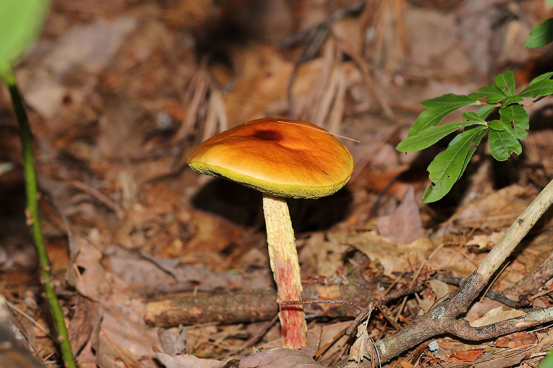 Shaggy-Stalked Bolete (Heimioporus betula) On a forested lakeside trail. There were so many of these mushrooms in the area! <br />
<br />
This is a more mature specimen.<br />
<figure class="photo"><a href="https://www.jungledragon.com/image/83219/shaggy-stalked_bolete_heimioporus_betula.html" title="Shaggy-Stalked Bolete (Heimioporus betula)"><img src="https://s3.amazonaws.com/media.jungledragon.com/images/3231/83219_thumb.jpg?AWSAccessKeyId=05GMT0V3GWVNE7GGM1R2&Expires=1769040010&Signature=yEq2%2BlfzzXHiecEMYnW7Bz99hBY%3D" width="200" height="134" alt="Shaggy-Stalked Bolete (Heimioporus betula) On a forested lakeside trail.  There were so many of these mushrooms in the area!<br />
<br />
This is a more mature specimen.<br />
https://www.jungledragon.com/image/83220/shaggy-stalked_bolete_heimioporus_betula.html Geotagged,Heimioporus betula,Summer,United States" /></a></figure> Geotagged,Heimioporus betula,Summer,United States