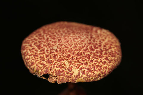Painted Suillus (Suillus spraguei) On a wooded lakeside trail.  Geotagged,Painted slipperycap,Suillus spraguei,Summer,United States