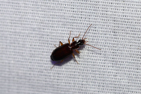 Dromius sp.? At a 395nm UV light setup at the edge of a dense mixed forest Geotagged,Summer,United States