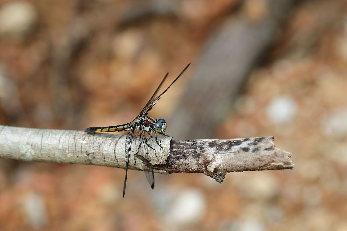 Great Blue Skimmer (Libellula vibrans) At a forest edge near a seasonal stream.  Geotagged,Great Blue Skimmer,Libellula vibrans,Spring,United States