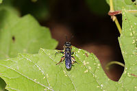 Weevil Wasp (Cerceris sp.) Wasp with a captured weevil (on Vitis vulpina) at the edge of a dense mixed forest. It wasn't keen on sharing and quickly flew away with its prey when approached!<br />
<br />
Female Weevil Wasps typically dig nests in the soil. Prey which have been paralyzed via venom (from the wasp's stinger) are dragged into these nests--where they are then parasitized (and eggs are laid within the body).<br />
https://www.jungledragon.com/image/83297/weevil_wasp_cerceris_sp.html Geotagged,Spring,United States