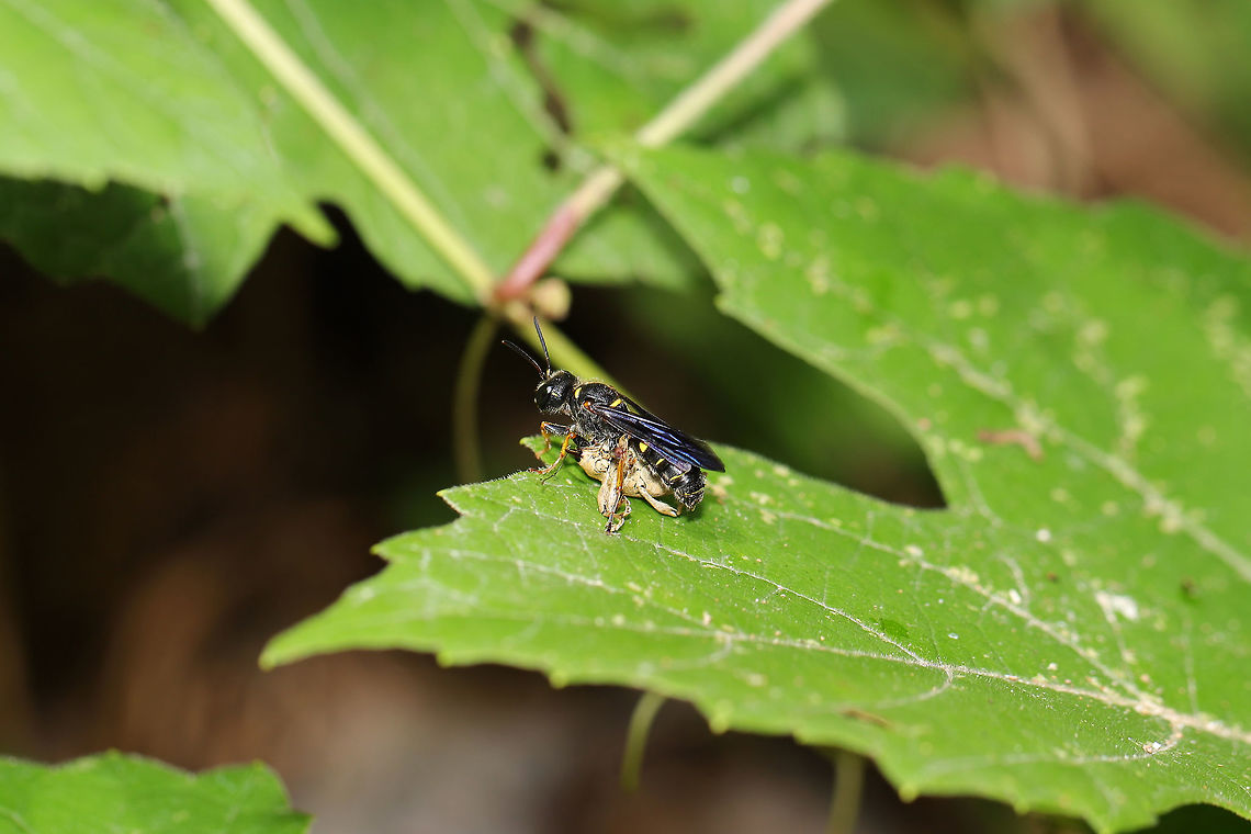 Weevil Wasp (Cerceris sp.) Wasp with a captured weevil (on Vitis vulpina) at the edge of a dense mixed forest. It wasn't keen on sharing and quickly flew away with its prey when approached!<br />
<br />
Female Weevil Wasps typically dig nests in the soil. Prey which have been paralyzed via venom (from the wasp's stinger) are dragged into these nests--where they are then parasitized (and eggs are laid within the body).<br />
<figure class="photo"><a href="https://www.jungledragon.com/image/83296/weevil_wasp_cerceris_sp.html" title="Weevil Wasp (Cerceris sp.)"><img src="https://s3.amazonaws.com/media.jungledragon.com/images/3231/83296_thumb.jpg?AWSAccessKeyId=05GMT0V3GWVNE7GGM1R2&Expires=1770854410&Signature=ZqKWEx28iWSDk5NiShWnn%2Bdj0wg%3D" width="200" height="134" alt="Weevil Wasp (Cerceris sp.) Wasp with a captured weevil (on Vitis vulpina) at the edge of a dense mixed forest. It wasn't keen on sharing and quickly flew away with its prey when approached!<br />
<br />
Female Weevil Wasps typically dig nests in the soil. Prey which have been paralyzed via venom (from the wasp's stinger) are dragged into these nests--where they are then parasitized (and eggs are laid within the body).<br />
https://www.jungledragon.com/image/83297/weevil_wasp_cerceris_sp.html Geotagged,Spring,United States" /></a></figure> Geotagged,Spring,United States