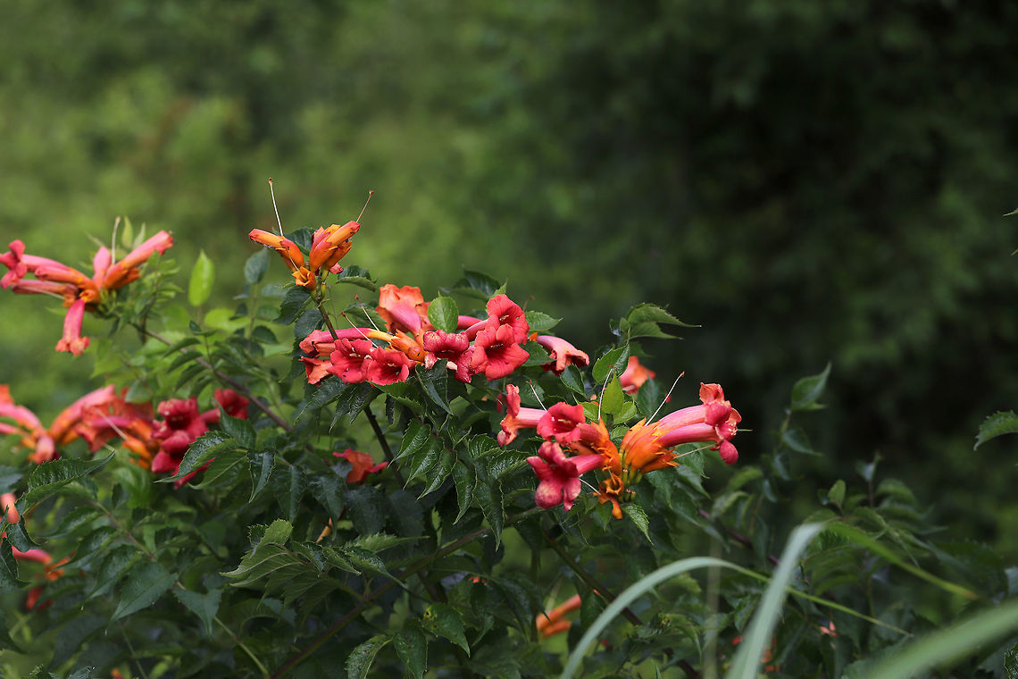 American Trumpet Vine (Campsis radicans) Vine covered in blooms growing on a roadside near a gas station.<br />
<figure class="photo"><a href="https://www.jungledragon.com/image/83314/american_trumpet_vine_campsis_radicans.html" title="American Trumpet Vine (Campsis radicans)"><img src="https://s3.amazonaws.com/media.jungledragon.com/images/3231/83314_thumb.jpg?AWSAccessKeyId=05GMT0V3GWVNE7GGM1R2&Expires=1759968010&Signature=ElcfoVYsZl8Bi%2FAoua%2FNQHWNlSE%3D" width="200" height="134" alt="American Trumpet Vine (Campsis radicans) Vine covered in blooms growing on a roadside near a gas station.<br />
https://www.jungledragon.com/image/83313/american_trumpet_vine_campsis_radicans.html Campsis radicans,Geotagged,Spring,Trumpet vine,United States" /></a></figure> Campsis radicans,Geotagged,Spring,Trumpet vine,United States