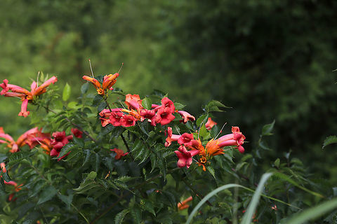 American Trumpet Vine (Campsis radicans) Vine covered in blooms growing on a roadside near a gas station.
https://www.jungledragon.com/image/83314/american_trumpet_vine_campsis_radicans.html Campsis radicans,Geotagged,Spring,Trumpet vine,United States