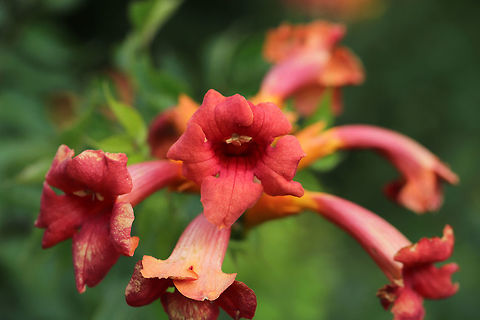 American Trumpet Vine (Campsis radicans) Vine covered in blooms growing on a roadside near a gas station.
https://www.jungledragon.com/image/83313/american_trumpet_vine_campsis_radicans.html Campsis radicans,Geotagged,Spring,Trumpet vine,United States
