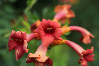 American Trumpet Vine (Campsis radicans) Vine covered in blooms growing on a roadside near a gas station.<br />
https://www.jungledragon.com/image/83313/american_trumpet_vine_campsis_radicans.html Campsis radicans,Geotagged,Spring,Trumpet vine,United States
