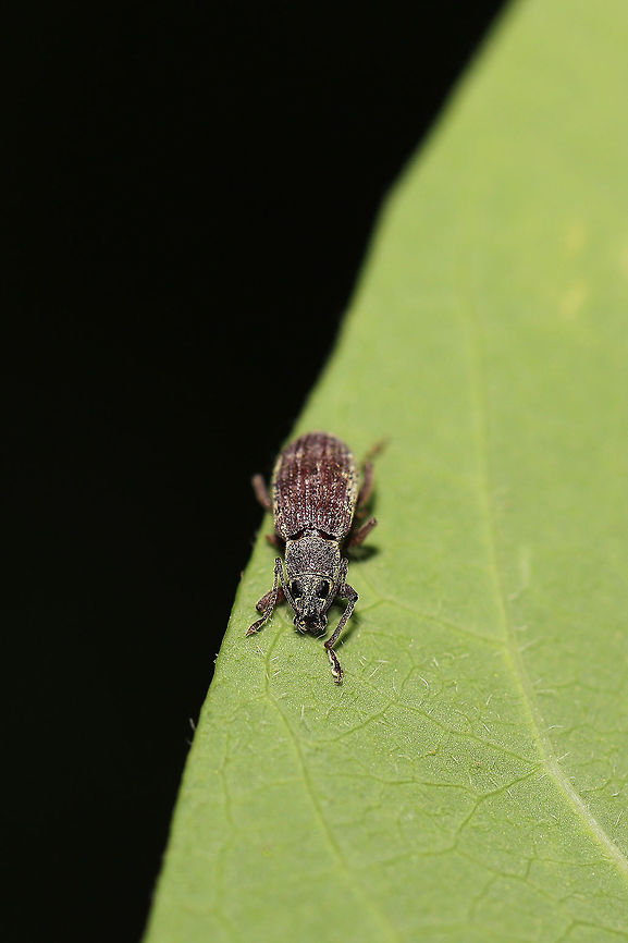 Asian Oak Weevil (Cyrtepistomus castaneus) At the edge of a dense mixed forest.  Asiatic oak weevil,Cyrtepistomus castaneus,Geotagged,Spring