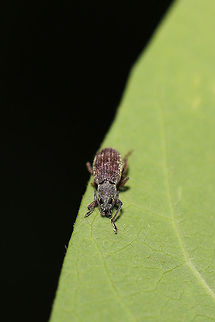 Asian Oak Weevil (Cyrtepistomus castaneus) At the edge of a dense mixed forest.  Asiatic oak weevil,Cyrtepistomus castaneus,Geotagged,Spring
