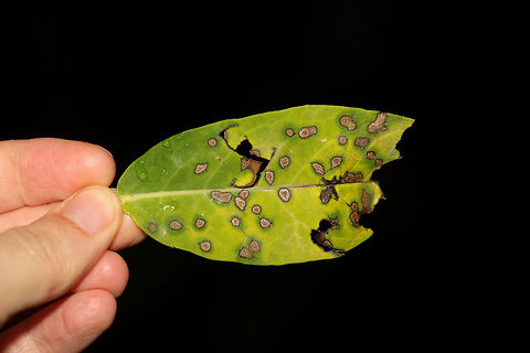 Phyllosticta apocyni Leaf Spot on Hemp Dogbane (Apocynum cannabinum) At the edge of a dense mixed forest. 
https://www.jungledragon.com/image/83356/unknown_leaf_spot_on_hemp_dogbane_apocynum_cannabinum.html Geotagged,Phyllosticta apocyni,Spring,United States