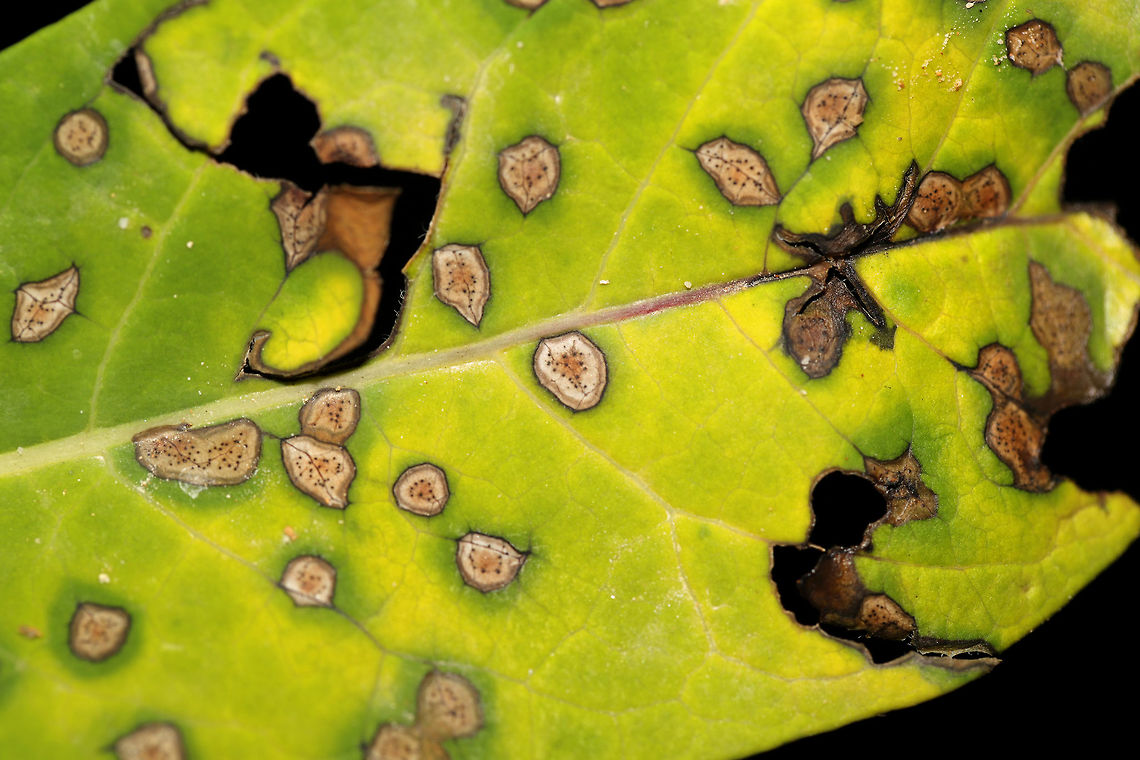 Phyllosticta apocyni on Hemp Dogbane (Apocynum cannabinum) At the edge of a dense mixed forest. <br />
<figure class="photo"><a href="https://www.jungledragon.com/image/83355/phyllosticta_apocyni_leaf_spot_on_hemp_dogbane_apocynum_cannabinum.html" title="Phyllosticta apocyni Leaf Spot on Hemp Dogbane (Apocynum cannabinum)"><img src="https://s3.amazonaws.com/media.jungledragon.com/images/3231/83355_thumb.jpg?AWSAccessKeyId=05GMT0V3GWVNE7GGM1R2&Expires=1767225610&Signature=stjdRbimY67JUNDvNTyFxsAFnHA%3D" width="200" height="134" alt="Phyllosticta apocyni Leaf Spot on Hemp Dogbane (Apocynum cannabinum) At the edge of a dense mixed forest. <br />
https://www.jungledragon.com/image/83356/unknown_leaf_spot_on_hemp_dogbane_apocynum_cannabinum.html Geotagged,Phyllosticta apocyni,Spring,United States" /></a></figure> Geotagged,Phyllosticta apocyni,Spring,United States