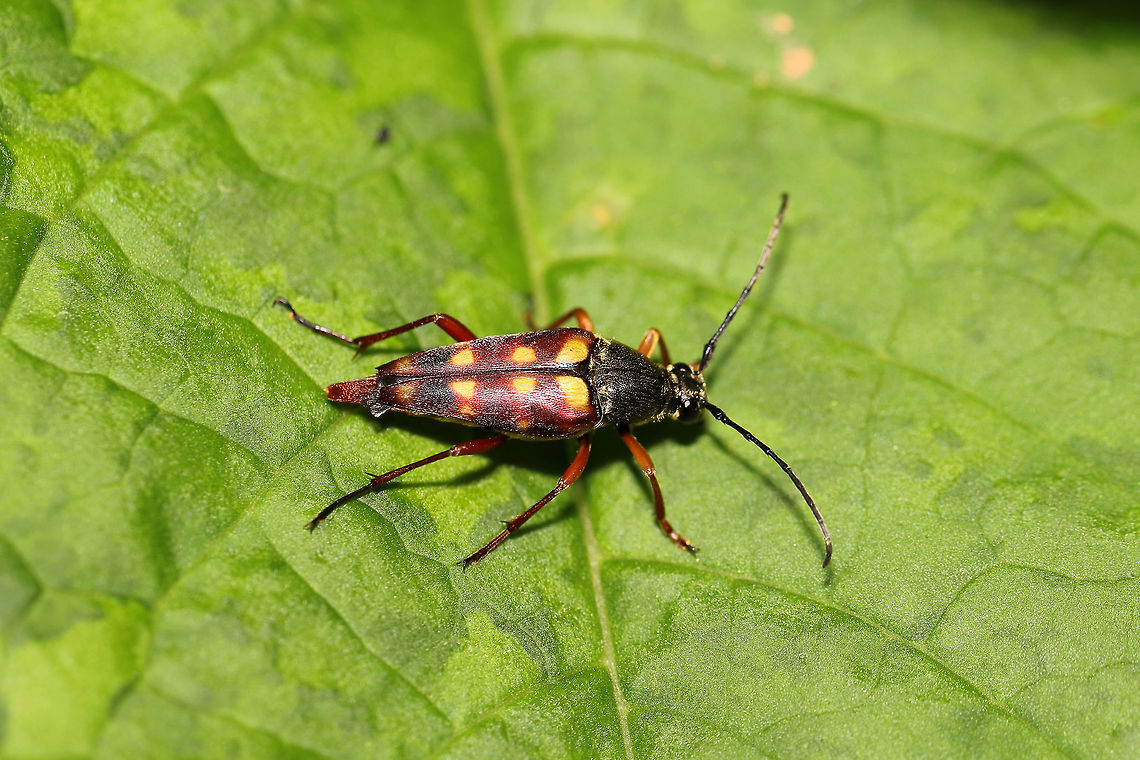 Banded Longhorn Beetle (Typocerus velutinus) At a dense mixed forest edge.  Banded Longhorn,Geotagged,Spring,Typocerus velutinus,United States