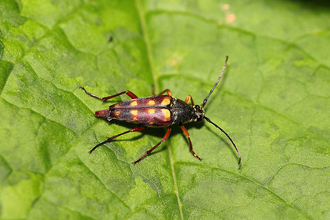 Banded Longhorn Beetle (Typocerus velutinus) At a dense mixed forest edge.  Banded Longhorn,Geotagged,Spring,Typocerus velutinus,United States