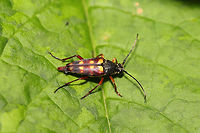 Banded Longhorn Beetle (Typocerus velutinus) At a dense mixed forest edge.  Banded Longhorn,Geotagged,Spring,Typocerus velutinus,United States