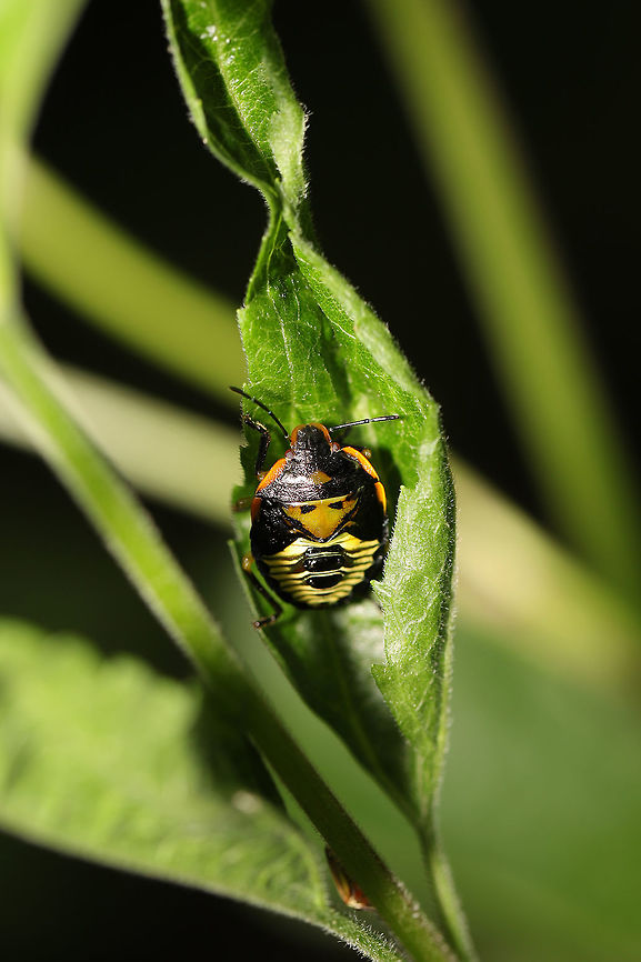 Green Stink Bug Nymph (Chinavia hilaris) Nymph resting on foliage at the edge of a dense mixed forest. Chinavia hilaris,Geotagged,Green stink bug,Spring,United States