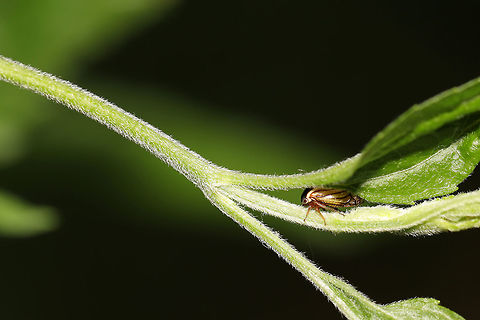 I Spy... A Cute Little Black Leafhopper (Acutalis tartarea)! At a dense mixed forest edge.  Acutalis tartarea,Black Leafhopper,Geotagged,Spring,United States