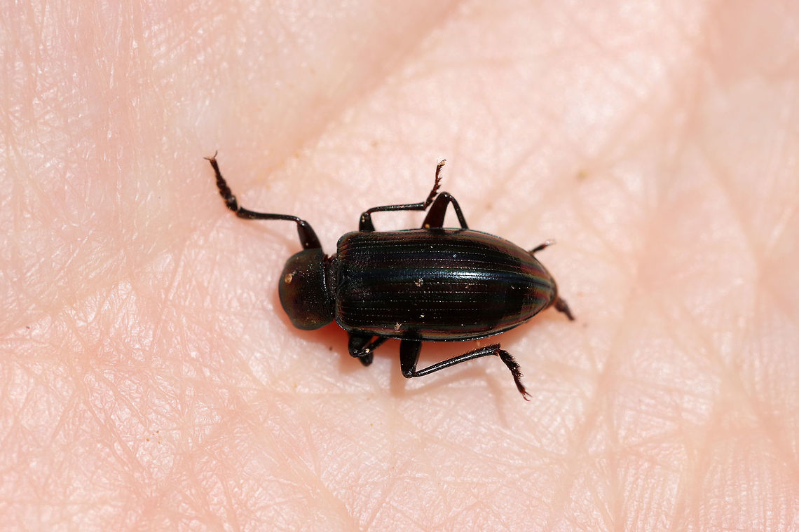 Rainbow Beetle (Tarpela micans)? Not 100 percent on this one, so ID is tentative. Found at the disturbed edge of a dense mixed forest.  Geotagged,Spring,Tarpela micans,United States