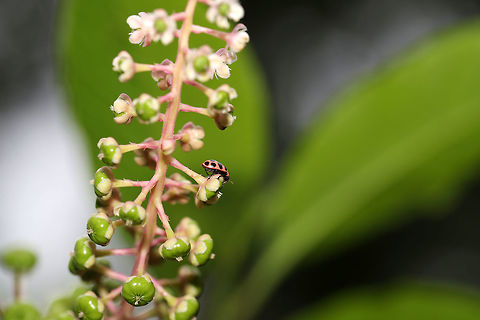 Spotted Lady Beetle (Coleomegilla maculata) On Phytolacca americana.  Coleomegilla maculata,Geotagged,Spotted Ladybird,Spring,United States