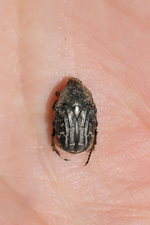 Dark Flower Scarab (Euphoria sepulcralis) At the disturbed edge of a dense mixed forest.  Dark flower scarab,Euphoria sepulcralis,Geotagged,Spring,United States