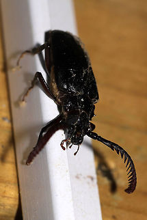 Tile-horned Prionus (Prionus imbricornis) At the disturbed edge of a dense mixed forest. Near fallen pines. 
Not a great shot as this booger kept crawling and flying everywhere! Geotagged,Prionus imbricornis,Spring,United States