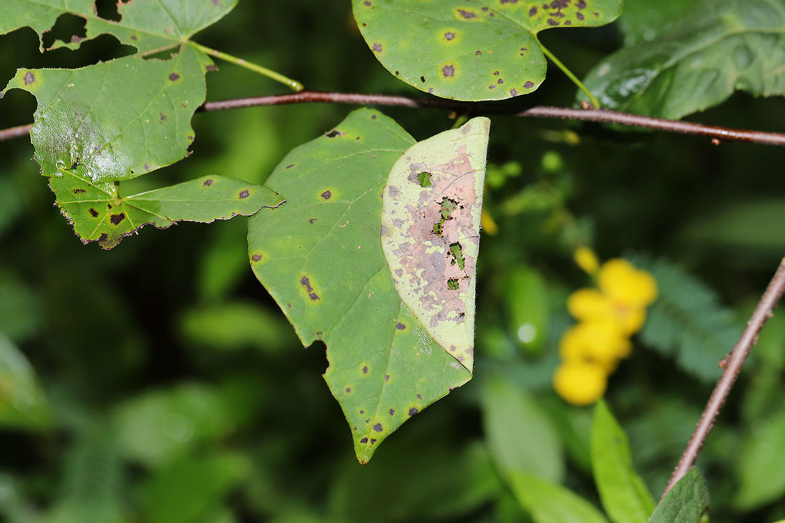 The Redbud Leaffolder (Fascista cercerisella) Sign/Track:<br />
This moth has larvae that fold and bind leaves together with their silk (possibly for protection?). They eventually skeletonize the leaves of the Redbud (Cercis canadensis). I keep checking these folded leaves for a glimpse of the striking larvae, but I have been too late every time! Crossing my fingers I have some luck soon!<br />
<br />
And, yes, there is a leaf spot fungus here too!<br />
Update: Found a larva!<br />
<figure class="photo"><a href="https://www.jungledragon.com/image/83417/the_redbud_leaffolder_fascista_cercerisella_larva.html" title="The Redbud Leaffolder (Fascista cercerisella) Larva"><img src="https://s3.amazonaws.com/media.jungledragon.com/images/3231/83417_thumb.jpg?AWSAccessKeyId=05GMT0V3GWVNE7GGM1R2&Expires=1759968010&Signature=gUcbR%2Bw6bR%2FlhOcSit7YxN%2Bojjk%3D" width="200" height="134" alt="The Redbud Leaffolder (Fascista cercerisella) Larva This moth has larvae that fold and bind leaves together with their silk (possibly for protection?). They eventually skeletonize the leaves of the Redbud (Cercis canadensis). You can see the start of this on this particular leaf.<br />
<br />
I was so excited to finally find some of the larvae (one of them got away before I could photograph it)! These tiny larvae were way faster crawlers than I expected! :O<br />
https://www.jungledragon.com/image/83390/the_redbud_leaffolder_fascista_cercerisella.html Fascista cercerisella,Geotagged,Redbud Leaffolder,Summer,United States" /></a></figure> Fascista cercerisella,Geotagged,Summer,United States